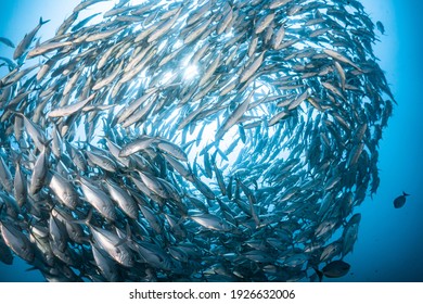 Fish name Jack and Deep Blue sea