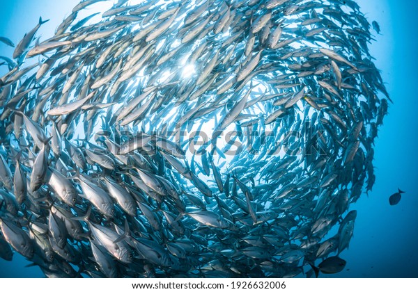 Fish name Jack and Deep Blue\
sea