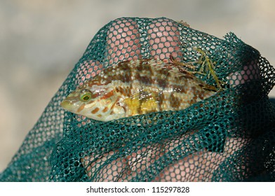 fish in a net