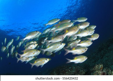Fish in ocean. Snapper fish school. Shoal of fish in sea