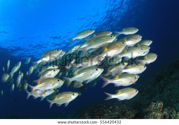 Fish\
in ocean. Snapper fish school. Shoal of fish in\
sea