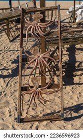 Fish and octopus drying on the beach in Nazare - Portugal