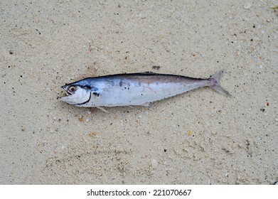 Fish On Beach Stock Photo 221070667 | Shutterstock