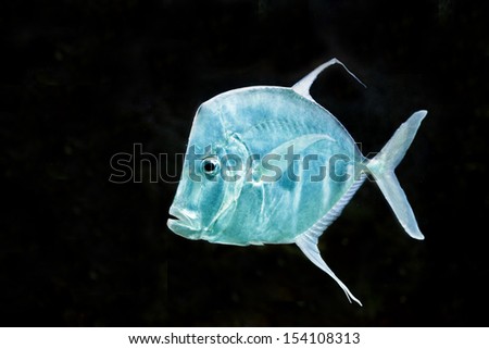 fish on black background Silver Moonfish, Lookdowns-Selene vomer