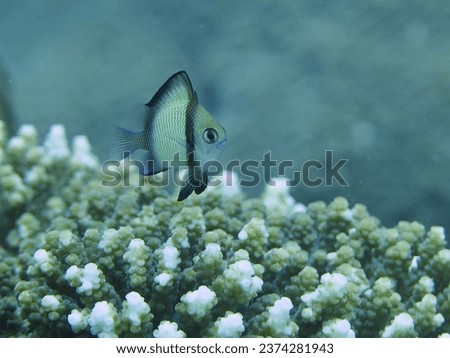 Fish on a coral reef. Dascyllus reticulatus or two-stripe damselfish. Small tropical fish over coral underwater.                               