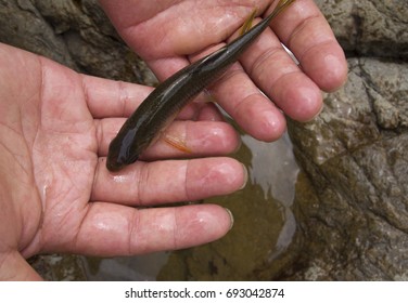 fish on hands