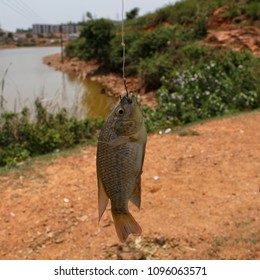 fish on a  hook
