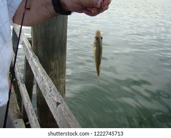 Fish on the Hook