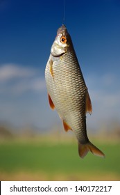 Fish on Hook