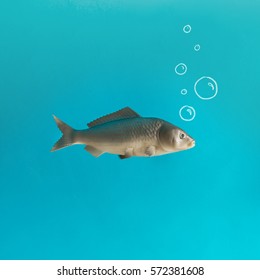 Fish On Pastel Blue Background Hand Stock Photo 572381608 | Shutterstock