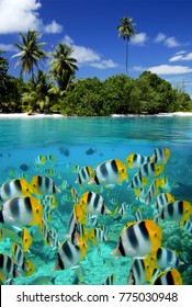 Fish on the reef in a tropical lagoon - Tahiti in French Polynesia