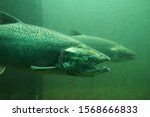 Fish on their way to spawning, view from Ballard Locks in Seattle. The Chinook salmon (Oncorhynchus tshawytscha) also called king salmon.