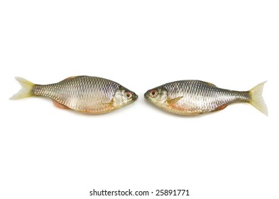 Fish on white background