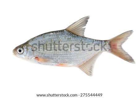fish on white background - young specimen of white bream