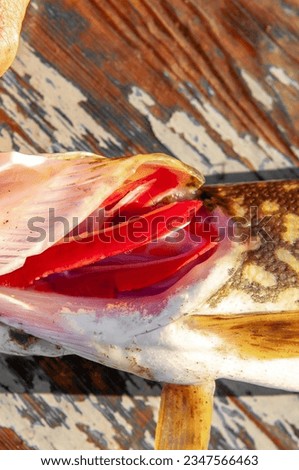 Fish on wooden boat background. Fish gills close up. Fishing on the river, a fisherman caught a fish. Fishing spinning and nets, male hobby. Commercial fishing.
