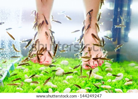 fish pedicure spa treatment, rufa garra fish