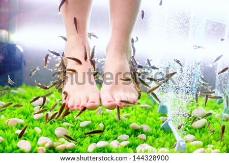 fish pedicure spa treatment, rufa garra fish