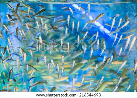 fish pedicure spa treatment, rufa garra fish