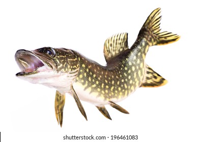 Fish Pike