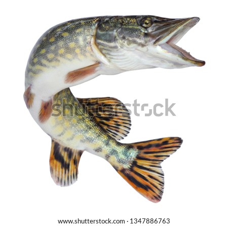 Fish pike isolated. Freshwater alive river fish with scales