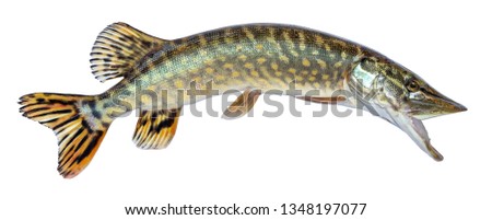 Fish pike isolated on white background