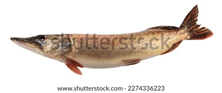 Fish pike isolated on white background withot shadow clipping path