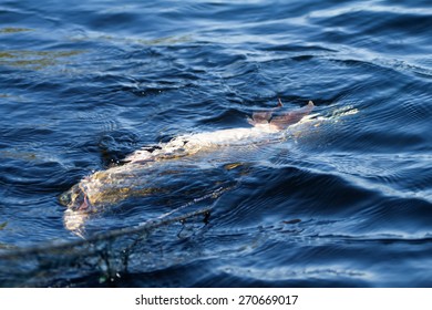 fish pike in net in  spring