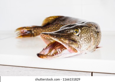 3,691 Pike mouth Images, Stock Photos & Vectors Shutterstock