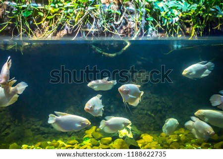 Fish piranhas in the water, the Amazon river. Diving and freediving tourist trips, Piranhas in the waters of the river, jungle danger