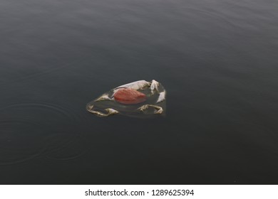 Fish and plastic pollution. Envrionmental problem 