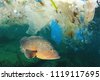 aquatic animals water pollution