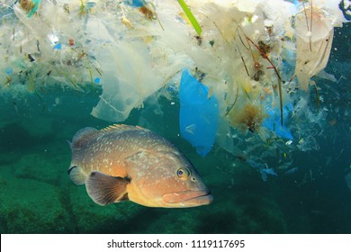 Fish and plastic pollution in sea. Microplastics contaminate seafood. 