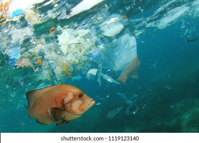 Fish and plastic pollution in sea. Microplastics contaminate seafood.    - Powered by Shutterstock