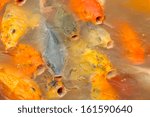 the fish in the pond