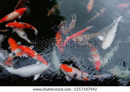 the fish pond