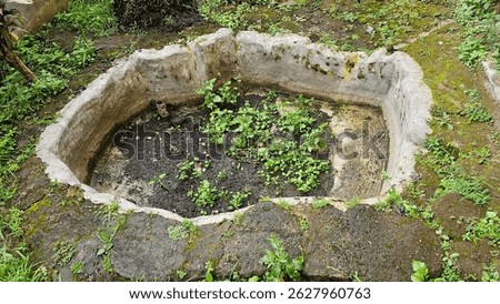 The fish pond has been empty for a long time and is already covered in moss and overgrown with wild plants.