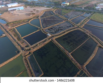 Fish Pond On Land. Land Fish Farmers. Land Fishery Industry In Indonesia And Asia.