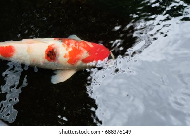 fish in the pool