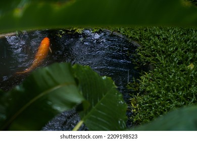 Fish In Pool Carp Orange Fish Alive In Pond Foreground Leaf Green Tree