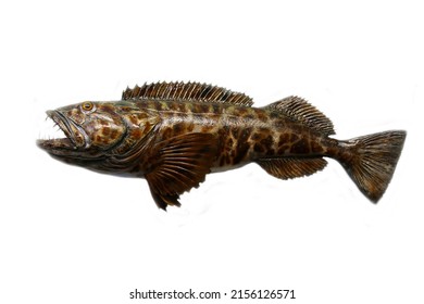 Fish. Preserved Fish. Isolated On White. Room For Text. Clipping Path. Taxidermy Of A Fish.Animal Taxidermy. Seawater Fish. 