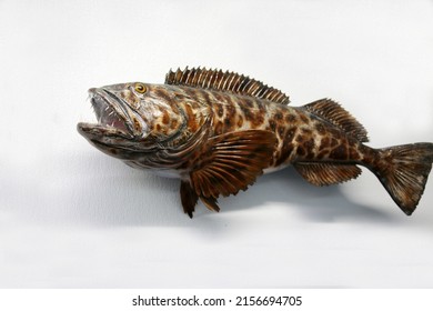 Fish. Preserved Fish. Isolated On White. Room For Text. Clipping Path. Taxidermy Of A Fish.Animal Taxidermy. Seawater Fish. 