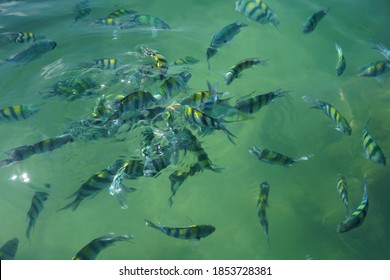 Fish In Pulau Kapas Malaysia