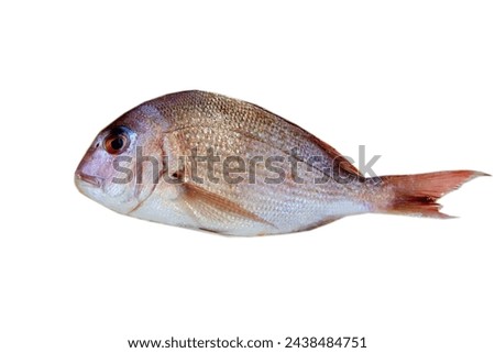 Fish. Raw. Fresh Caught. Whole raw fish freshly Isolated on white. Room for text. Fish Market. Dorada. Dorade is a saltwater fish of many names. The gilt-head bream. Sea Food Market. Fresh Caught. 