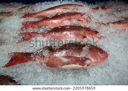 Fish. Red Snapper. Fresh Caught Red Snapper on ice for sale at a Fish Market. Wild Caught Fresh Red Snapper Fish. People world wide love eating Red Snapper Fish for Lunch or Dinner. 