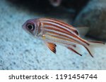 Fish :  Redcoat Squirrelfish (Sargocentron rubrum)