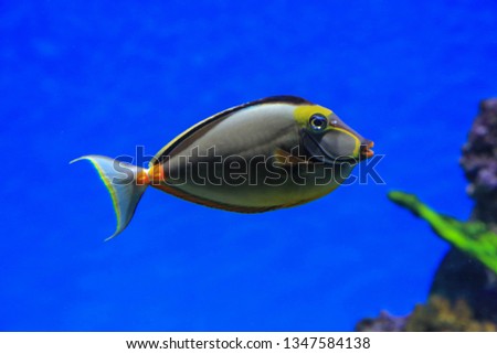 Fish - Rhino floats in blue water on a background of corals. Fish of the red sea. Rhino fish close-up.