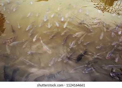 Fish a lot in river.