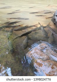 It's fish in the river.