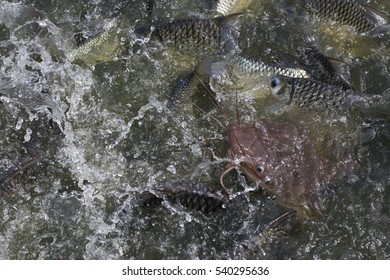 a lot of fish in the river