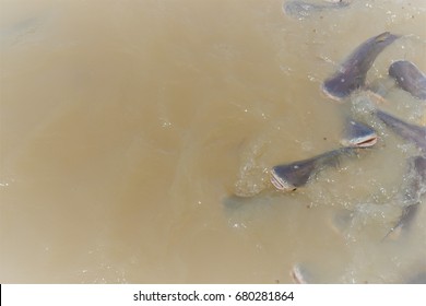 Fish in the river